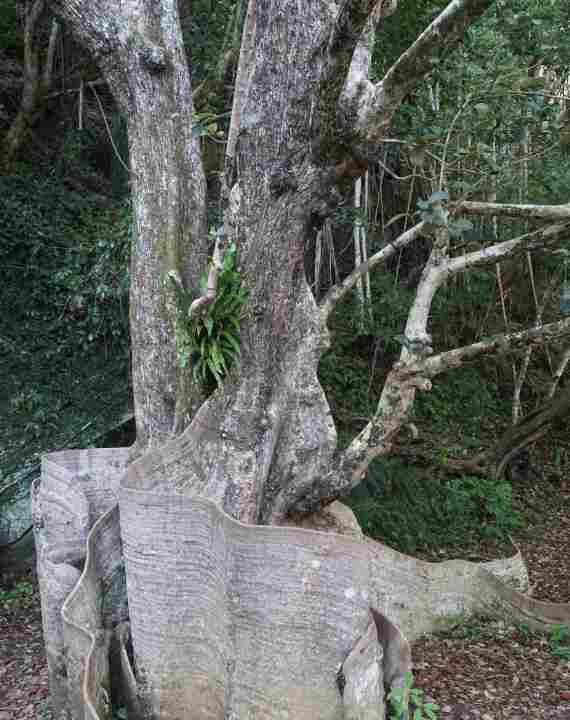 Sundari Tree at Kawata景点图片