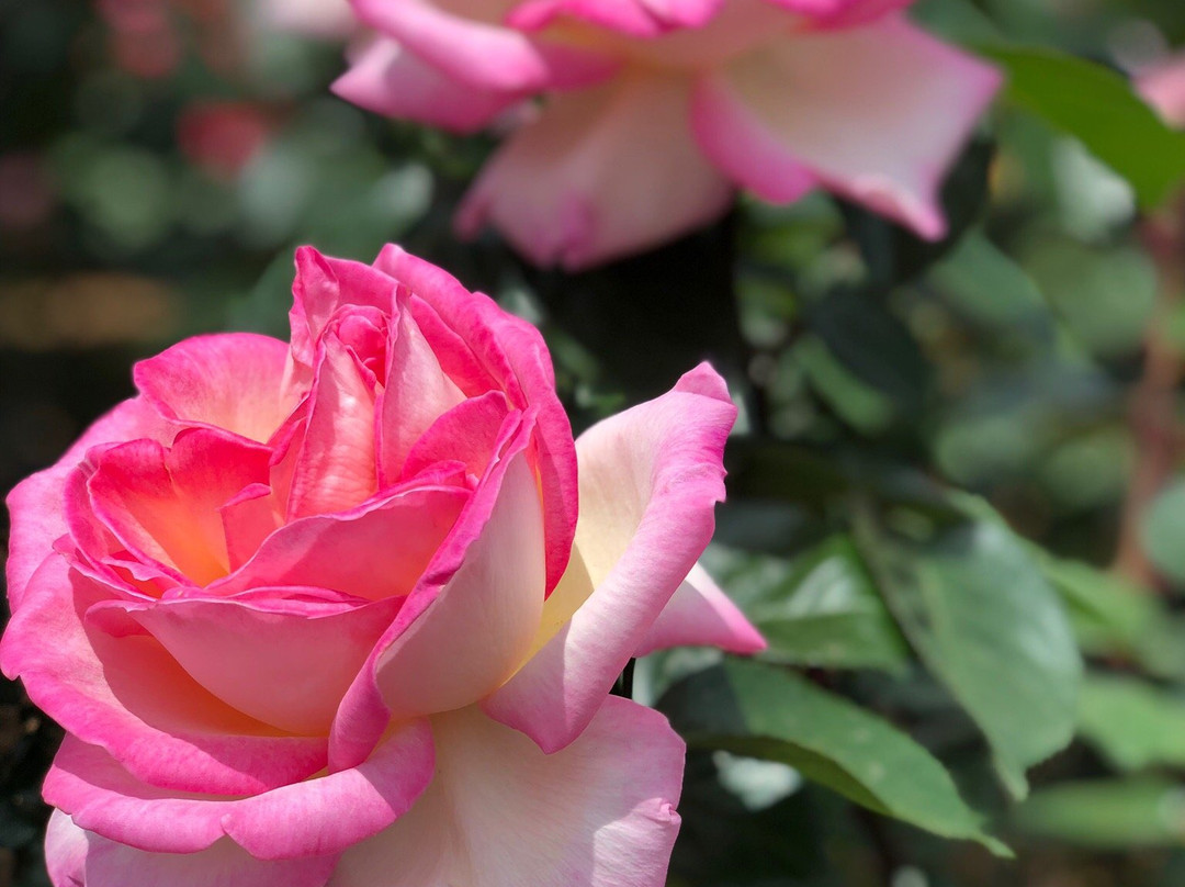 Yatsu Rose Garden-习志野市必去景点