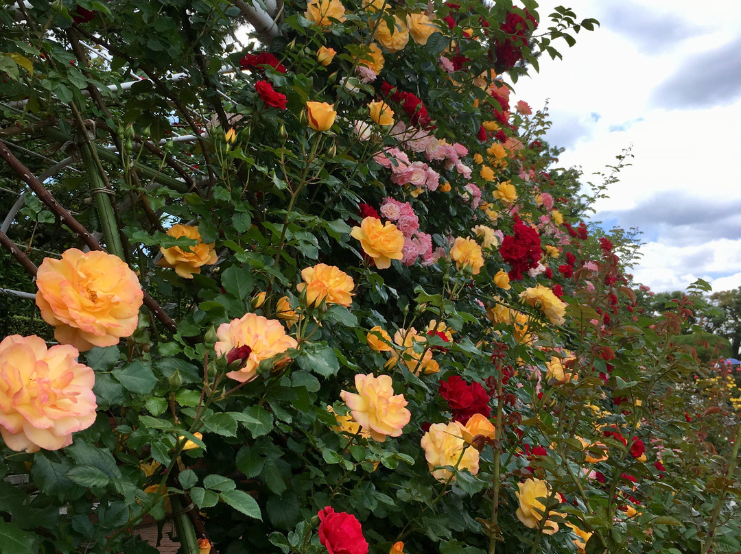 Yatsu Rose Garden-习志野市必去景点