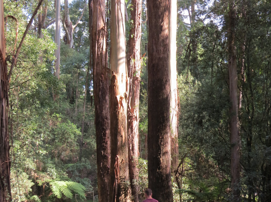 Olinda Country Cottages主图