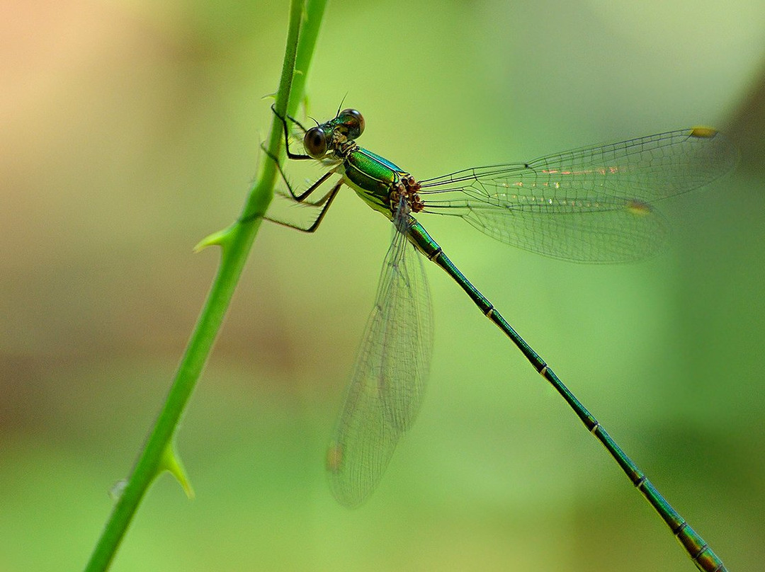 Turismo Verde Guias de Naturaleza景点图片