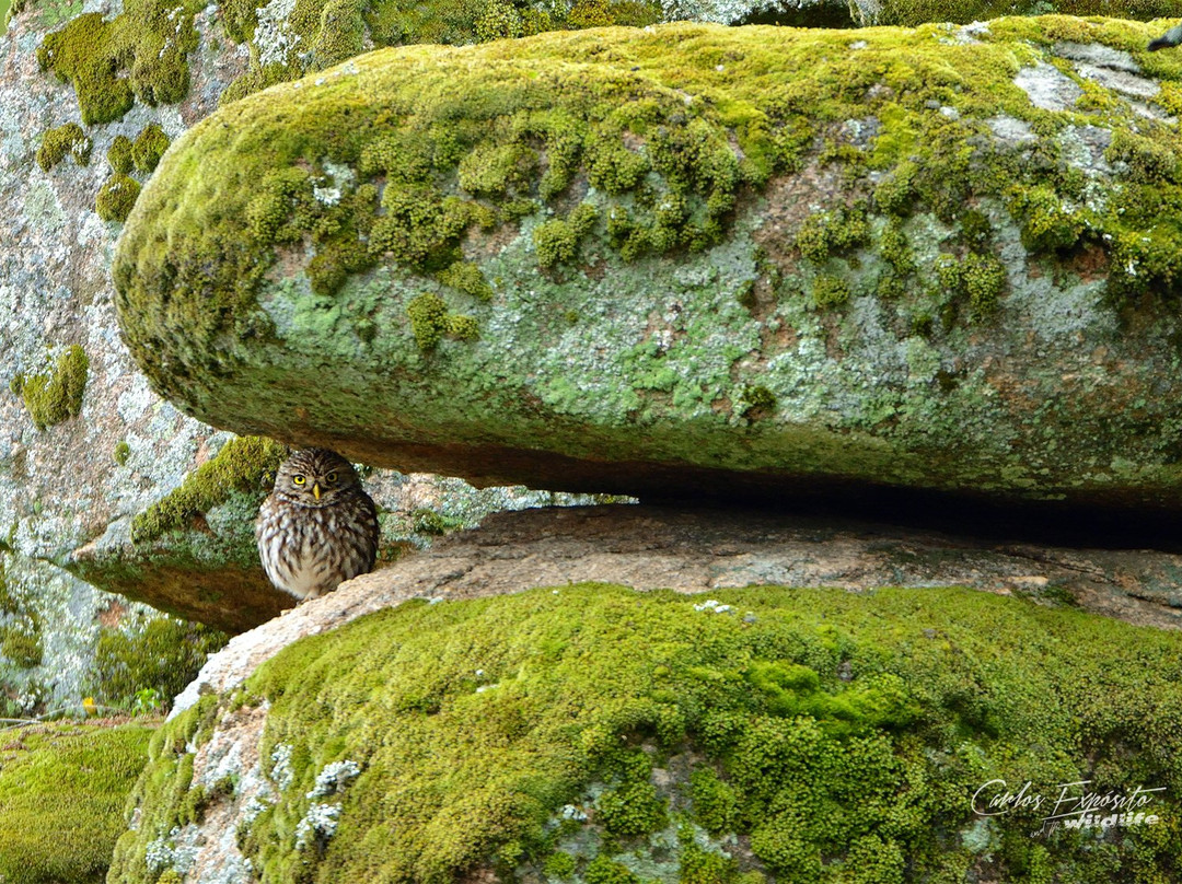 Turismo Verde Guias de Naturaleza景点图片