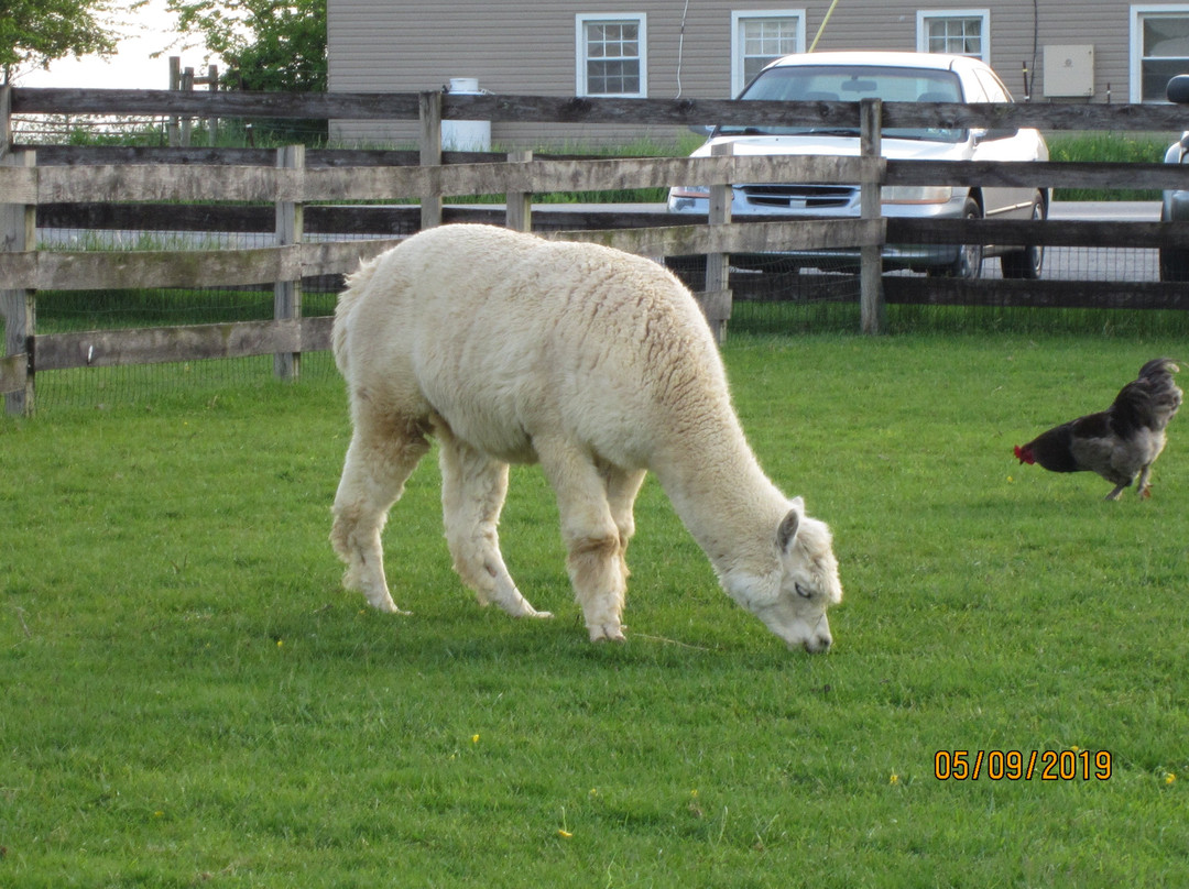 Bird-In-Hand Family Inn主图