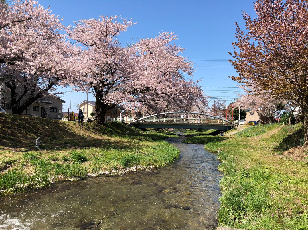 Sakura Trees Along Kannonji River景点图片