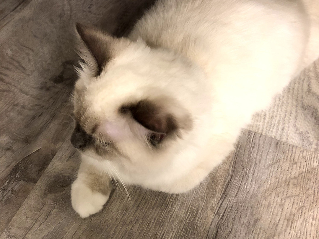 Cat Cafe Mocha Shibuya Koendori景点图片