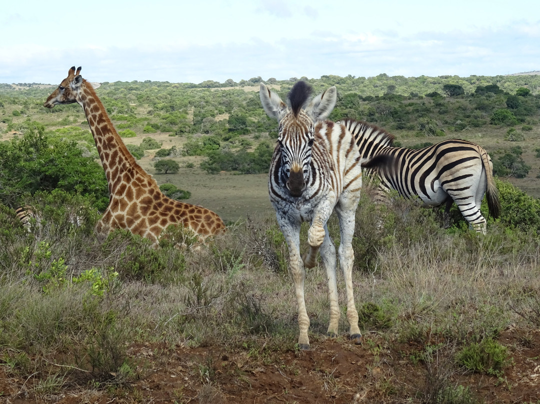 Carnarvon Dale Lodge主图