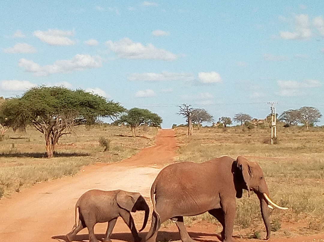 Kenya Safari Con Kassim Luigi-瓦塔木必去景点