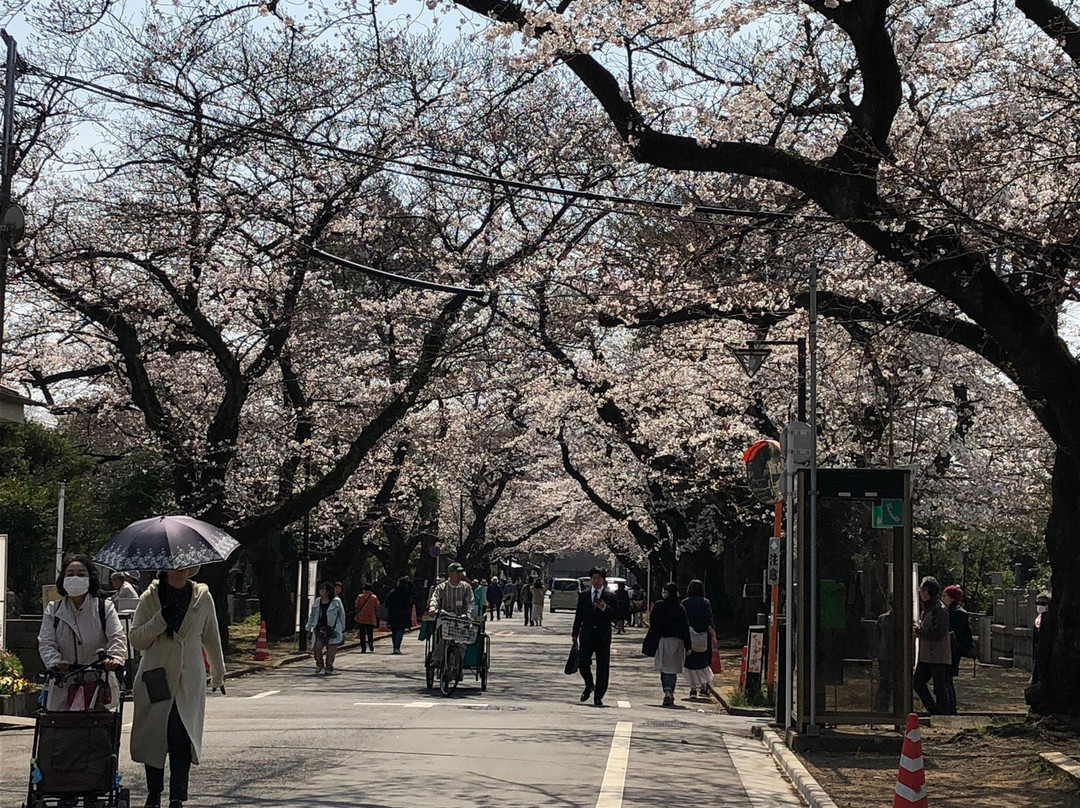 谷中灵园景点图片