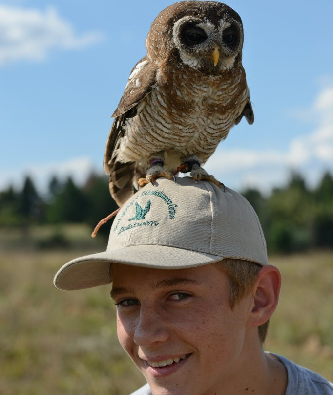 Dullstroom Bird of Prey & Rehabilitation Centre景点图片