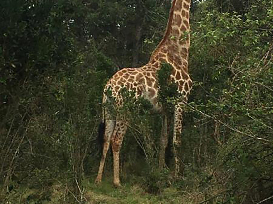 Nguni Lodge @ Kuleni Game Park主图