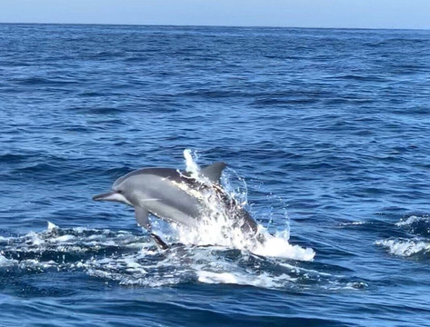 Ocean Explorers-美蕊沙必去景点