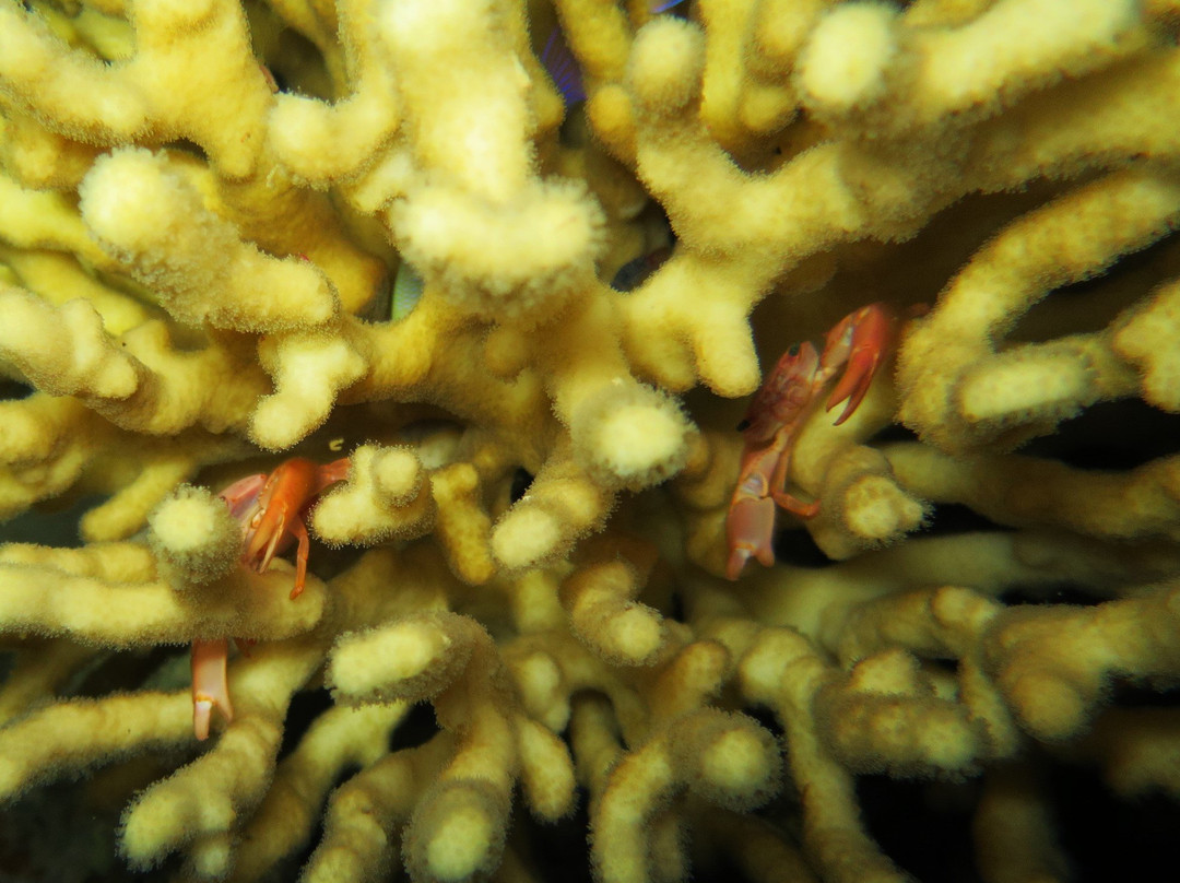 Sea Dancer Dive Resort-达哈卜必去景点