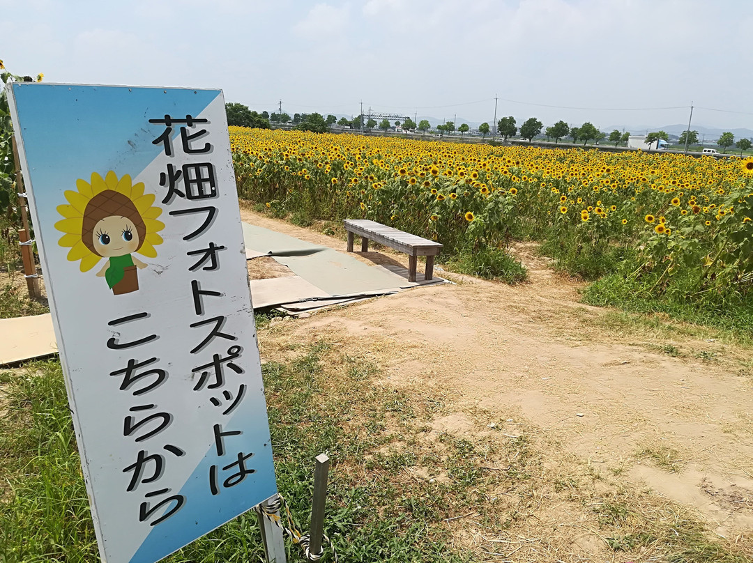 Sunflower Hill Park-小野市必去景点