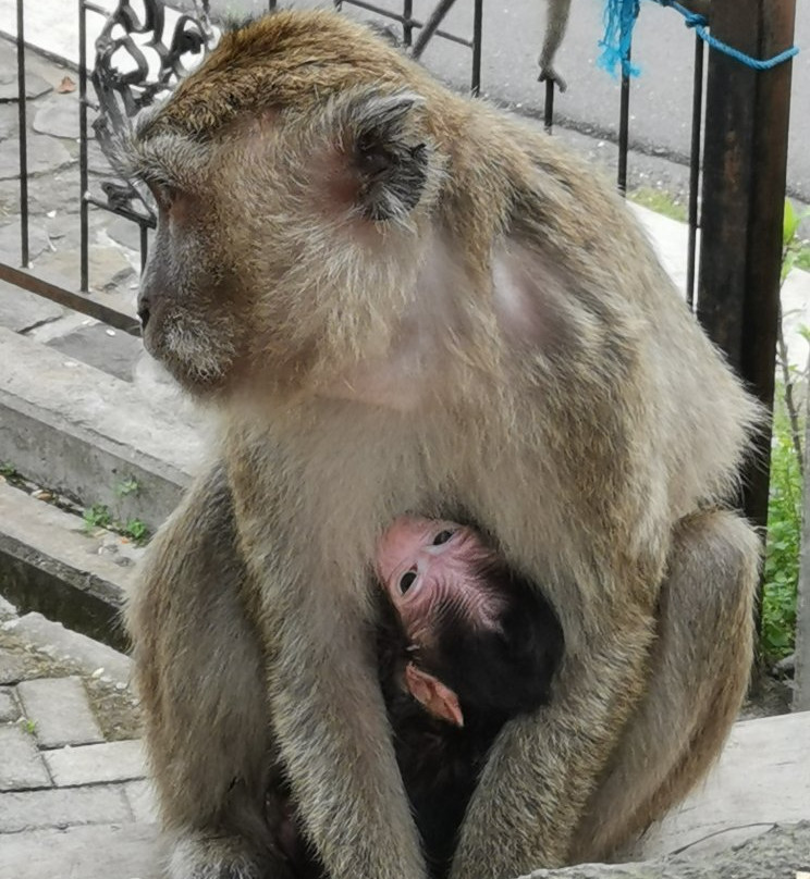 Happy Go Lucky Tour-三宝垄必去景点