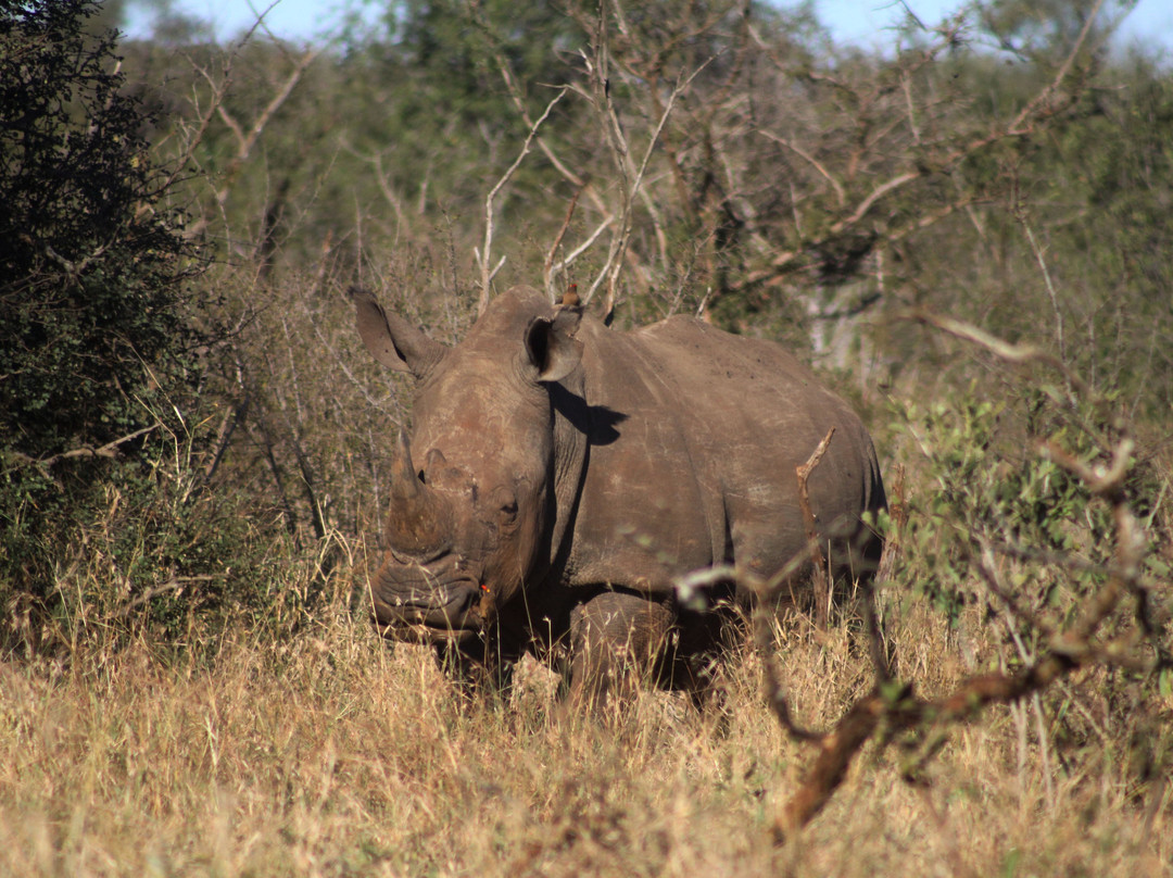 Explore Kruger Safaris-玛洛斯帕克必去景点