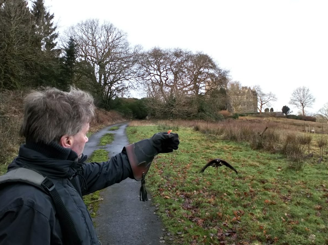 Carmarthenshire Falconry景点图片