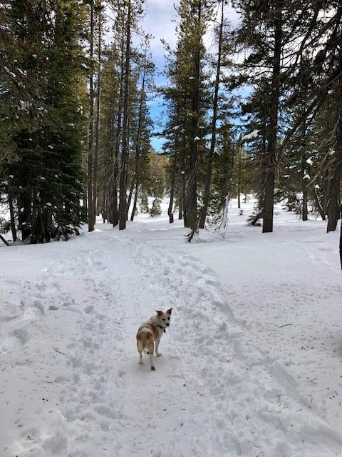 Tahoe Meadows Trail-因克莱恩村必去景点