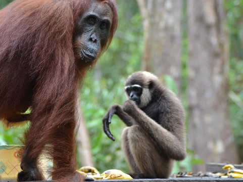Bee Borneo Ecotourism Dayak Adventure-Pangkalan Bun必去景点