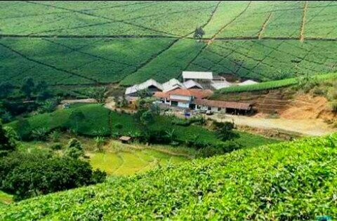 Cipasung Tea Plantation-Majalengka必去景点