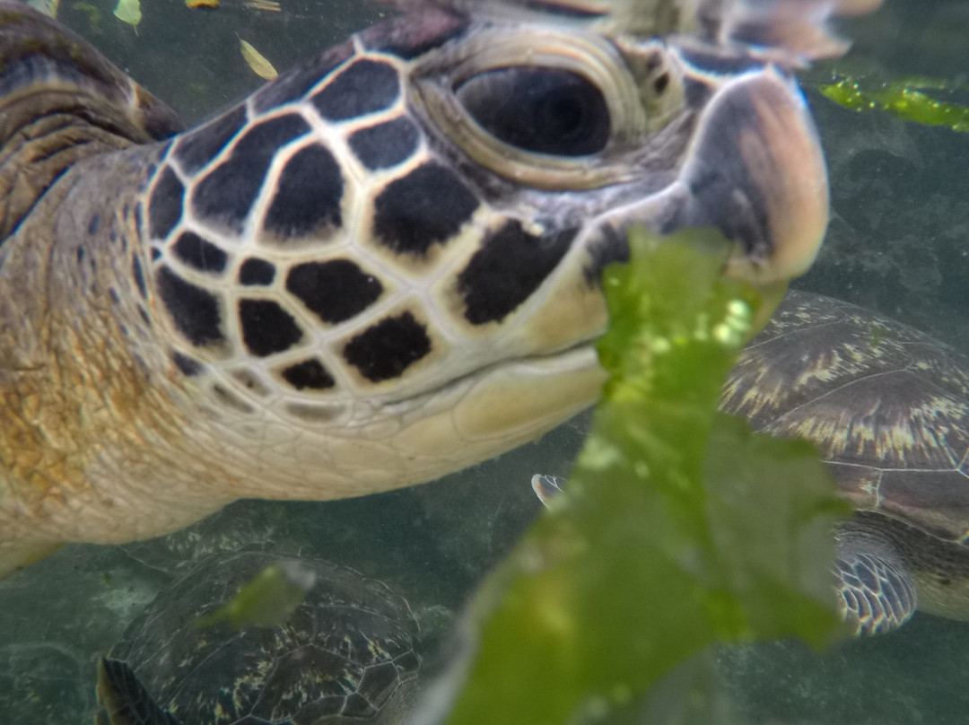 Baraka Natural Aquarium - Nungwi景点图片