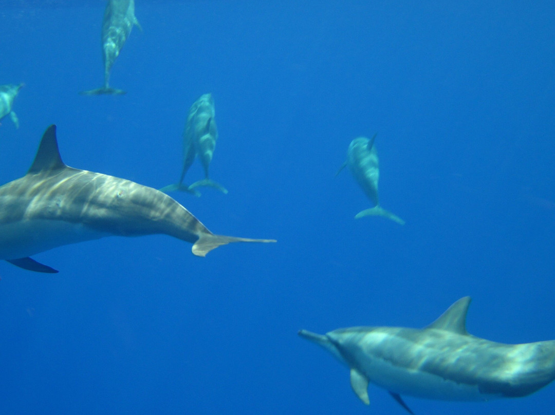 Fish Niue Charters-阿洛菲必去景点
