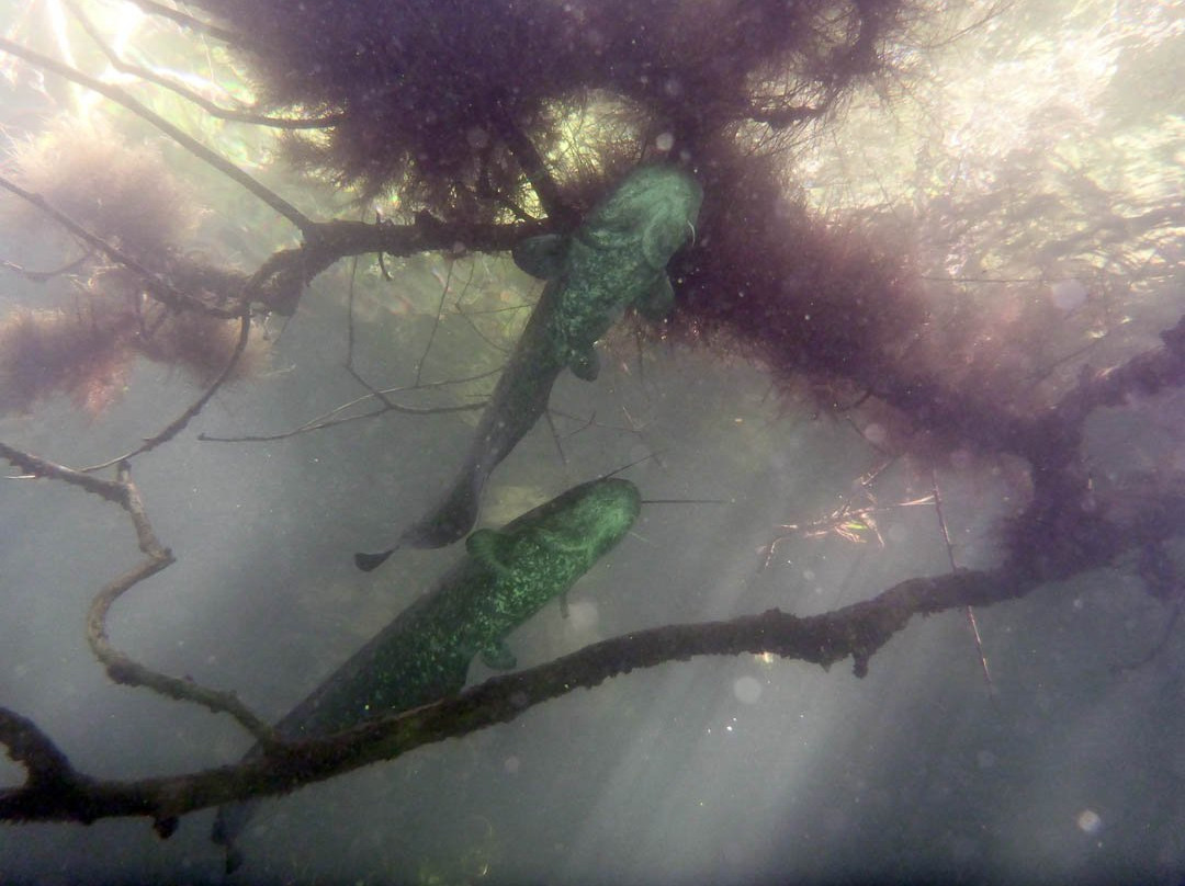 Tauchshop Piberstein/Klagenfurt Scuba Factory景点图片