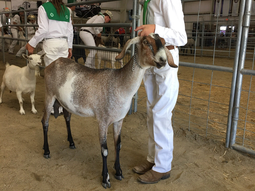 Antelope Valley Fairgrounds-兰开斯特必去景点