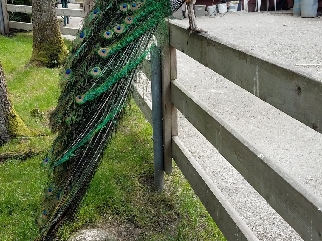 Beacon Hill Children's Farm-维多利亚必去景点