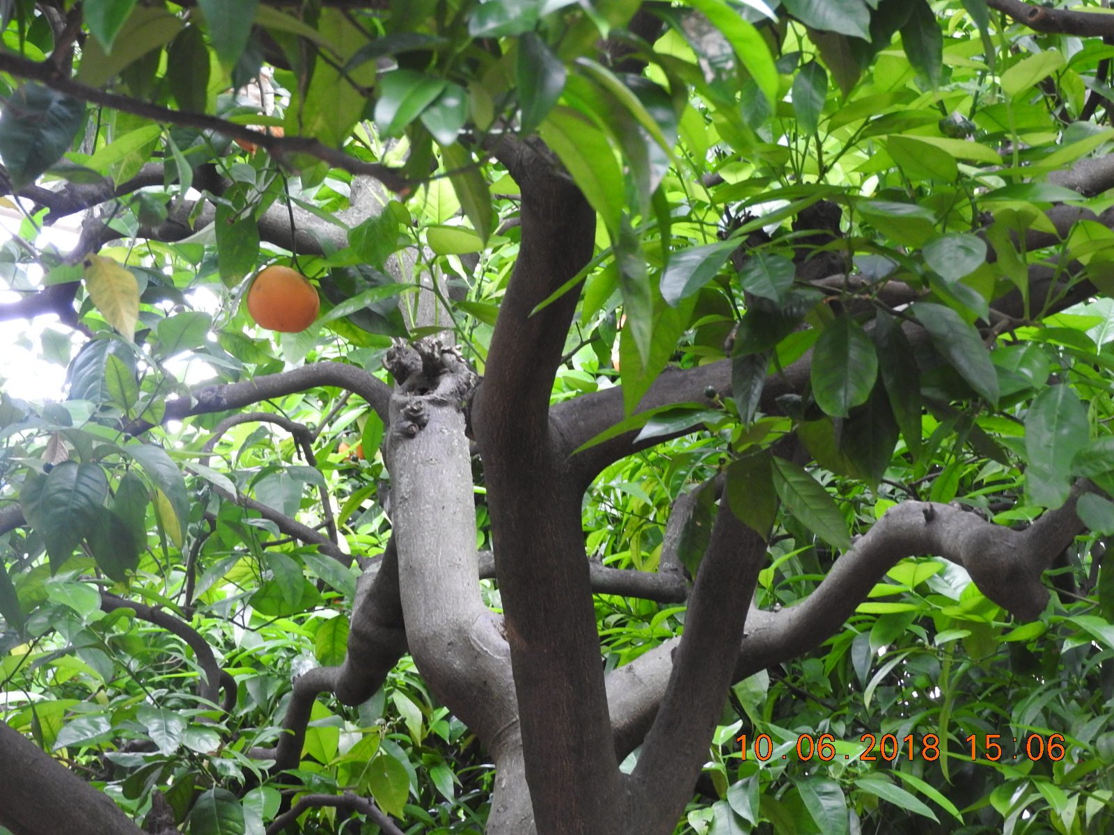 Orange Tree Villa Hotel-酒店景观