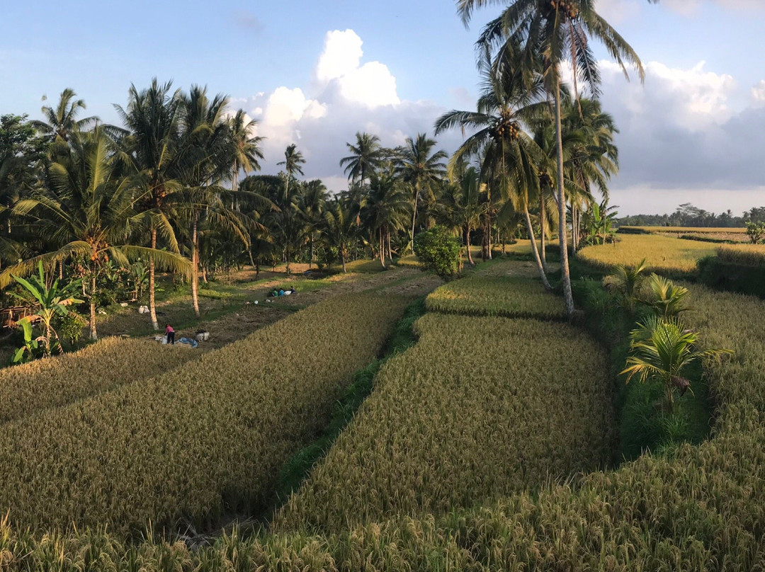 Experience Real Bali-乌布必去景点