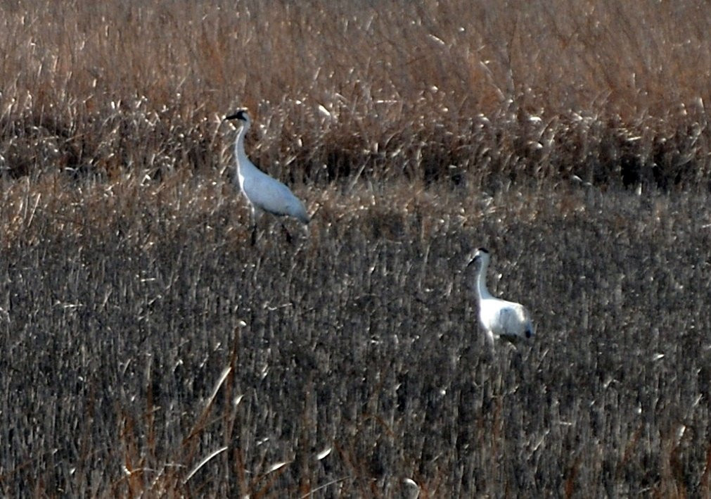Cheyenne Bottoms-Great Bend必去景点