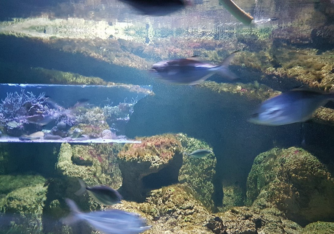 Acuario de la Universidad de Murcia-穆尔西亚必去景点