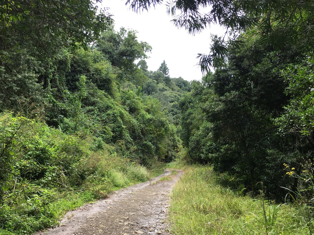 Xumeni Forest景点图片