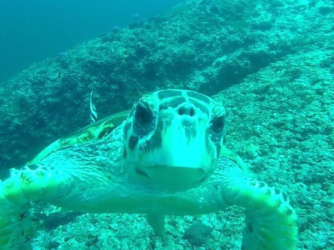 Musandam Discovery Diving-海塞卜必去景点