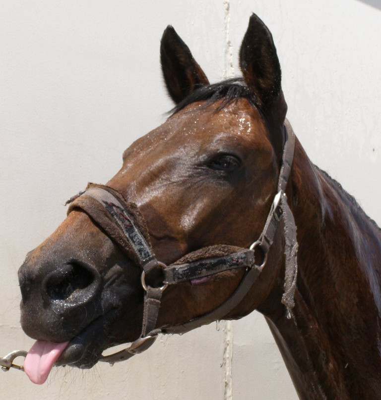 Hípica Los Aires de Jarama-Fuente El Saz De Jarama必去景点