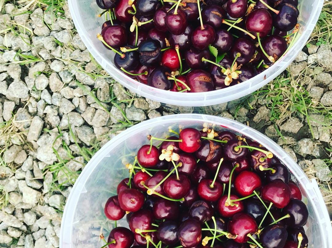 Red Hill Cherry Farm景点图片