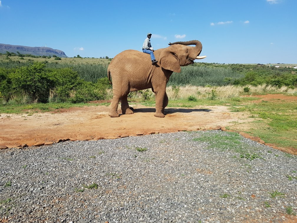 Askari Game Lodge-比勒陀利亚必去景点