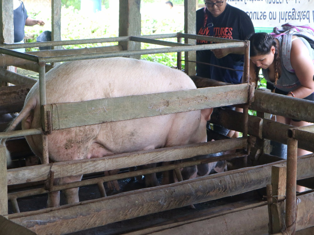 Maribojoc Organic Demonstration Farm-Maribojoc必去景点