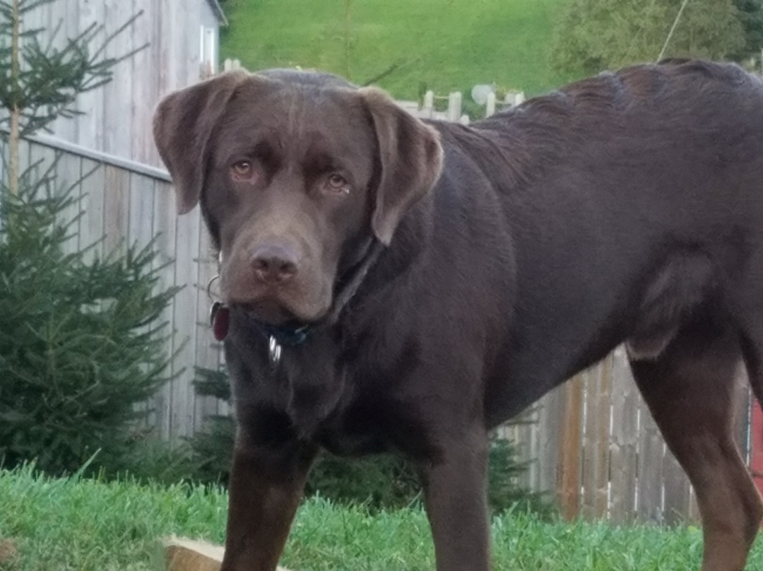 Sal's Bed & Breakfast By the Sea主图