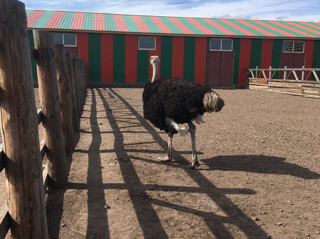 Ostrich Farm Straus Zabaikalya-赤塔必去景点