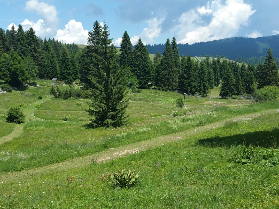 Giardino Botanico di Passo Coe - Fondazione Museo Civico di Rovereto景点图片