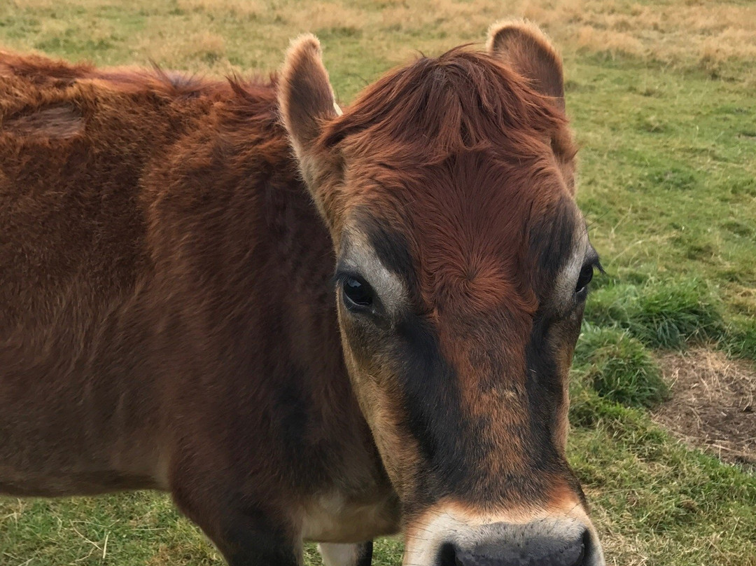 Stonehenge Farm Tours-蒂阿瑙必去景点