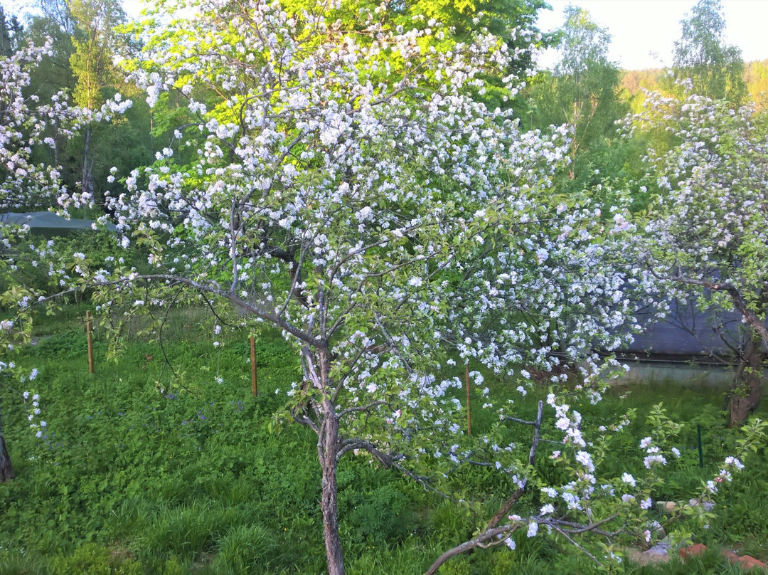 Villa Jokivarsi Bed and Breakfast主图