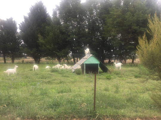 Sunhill Dairy Goats-Uralla必去景点