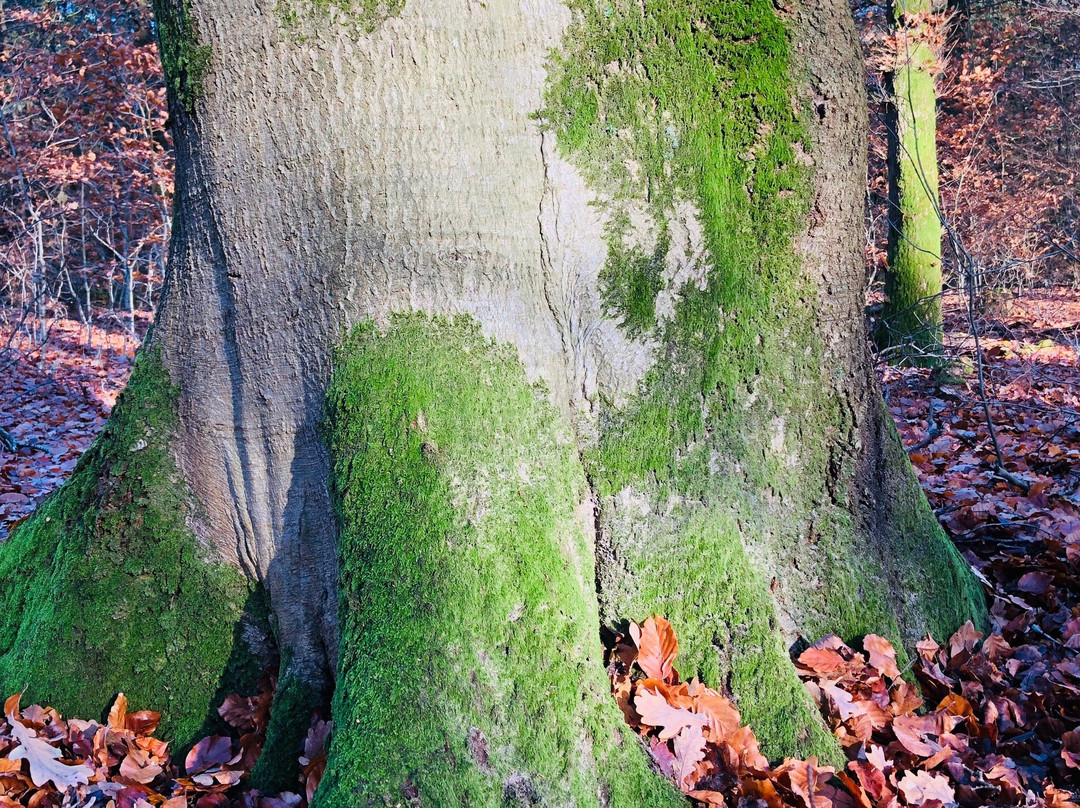 Leuvenumse bossen-Leuvenum必去景点
