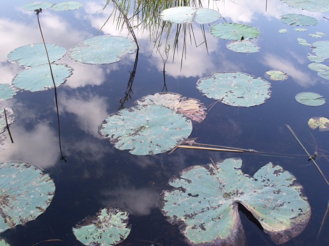 Lake Columbia-Magnolia必去景点