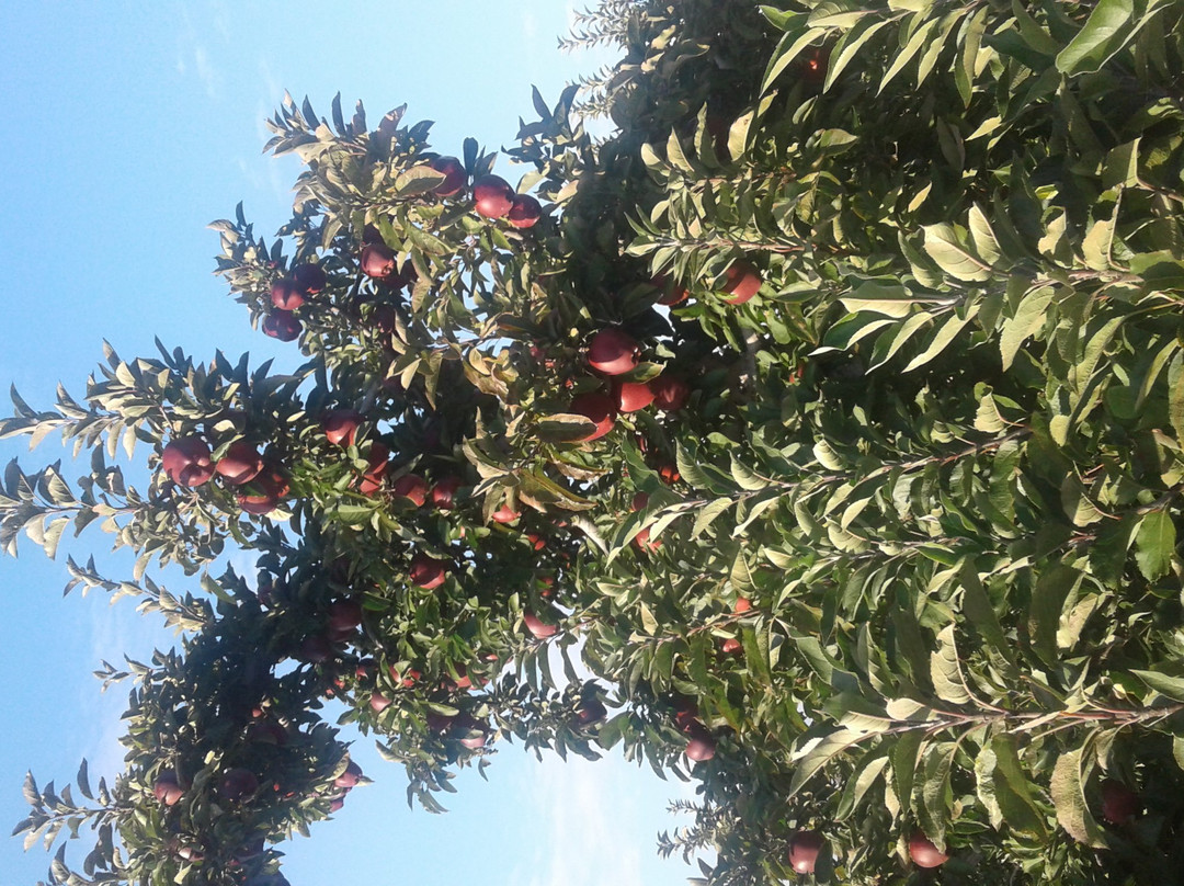 Holmberg Orchards & Winery-Gales Ferry必去景点