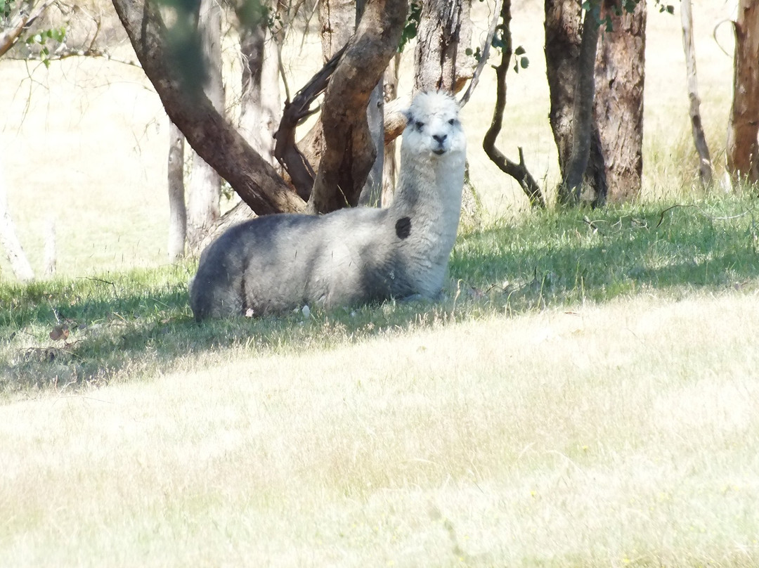 渥伦泰德省立公园-墨尔本必去景点