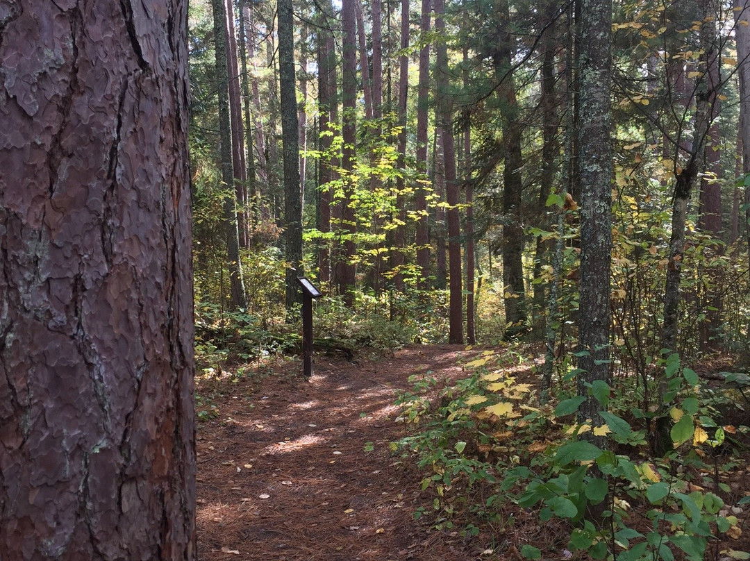 Chippewa National Forest-Cass Lake必去景点