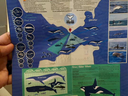 Whale Watch Tarifa-塔里法必去景点